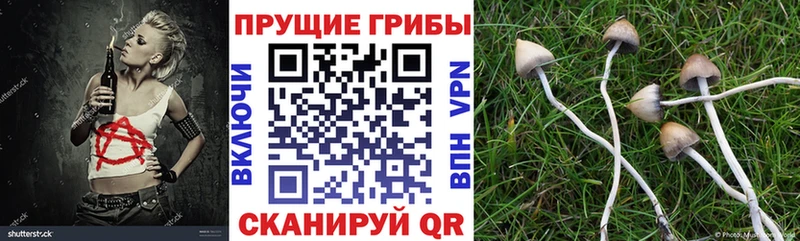 Псилоцибиновые грибы мицелий  Данков 